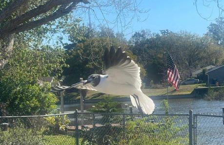 Private Tropical Waterfront Sanctuary w pool, hot tub & an island! Pet Friendly - Foto 11