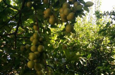 Varagoulis Giannis & Lenas Apartments - Foto 6