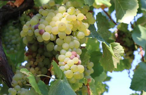 Comfortable Rural Cottage in Ancient Village in the Douro Region - Photo 79