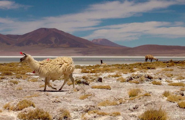 Day Trip to the Huasco Salt Flats + Tambillo - Photo 2