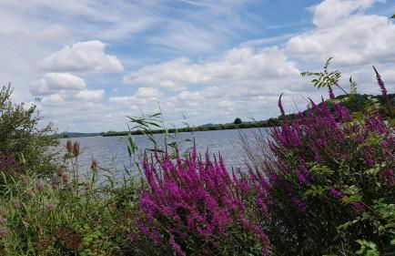 BELLE VISNONIA meublé de caractère Sud Morbihan - Foto 38