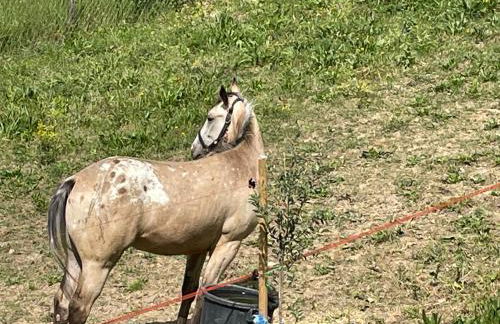 luxury villa Arianna - Foto 18