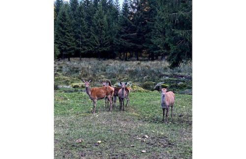 Waldi Fichteltraum - Foto 21