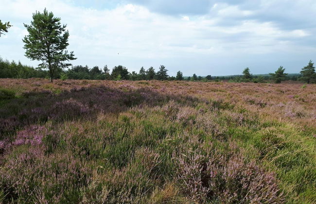 4 Person Holiday Home in Hovborg-by Traum - Foto 16