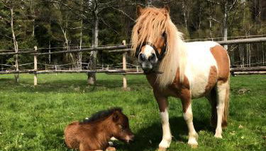 Das Falken Nest - Foto 2