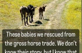 Paso Robles Wine Country Ranch House & Firepit - Foto 38