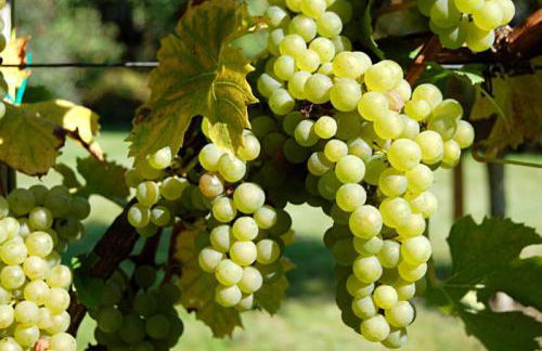 Ferienwohnung Keller - Foto 53