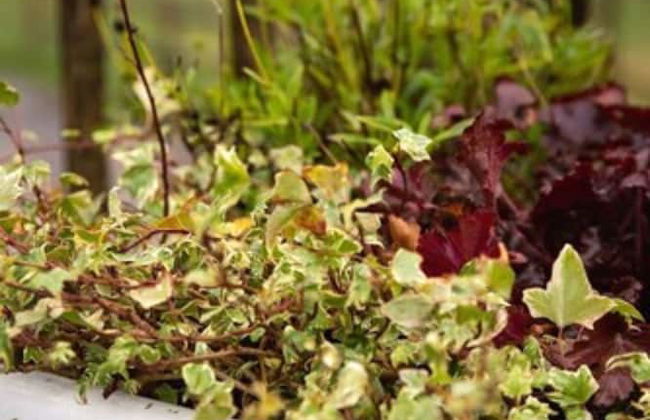 Yoghurt Rooms - Foto 24