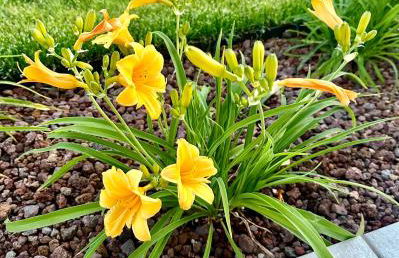 Appartamento a Quarto D Altino - La Rosa del Sile - Foto 28