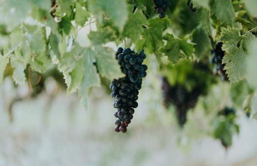 Palazzo Montanari Art & Wine Relais - Foto 14