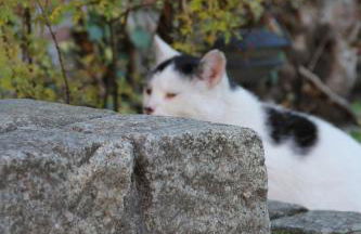 Pensionszimmer im Fliederhof - Foto 50