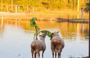 Esphera Glamping - Gravataí - RS - Foto 111