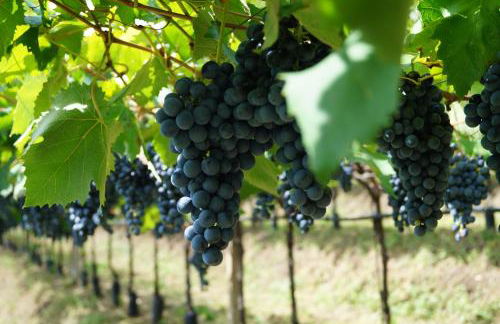 Erbacher Living Nature Apartments Suites - Foto 19