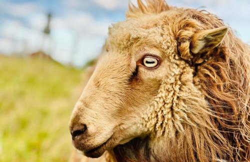 Sonnenblumenhaus - Foto 37