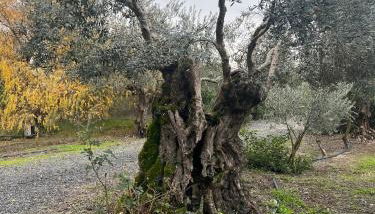 Casa Pinheiro - Foto 2