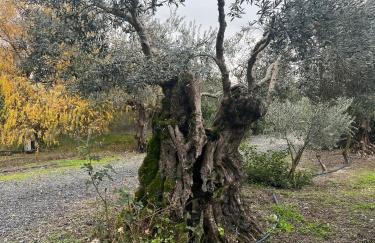 Casa Pinheiro - Foto 2