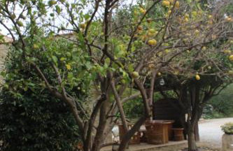 Mas des Oliviers - Foto 31