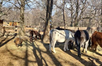 La roulotte rose rouge - Foto 18