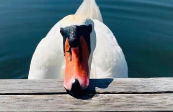 Hausboot Hafenkönig Lübeck - Foto 12