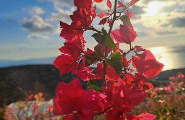 Dorothea Panoramic Villa - Photo 53