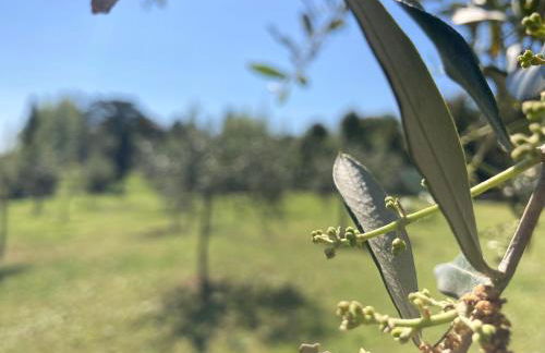 Tenuta Poggio alla Farnia - Foto 20