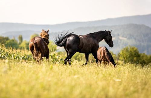 SEDRA Holiday Resort-Adults Only-Bed & Breakfast - Foto 4