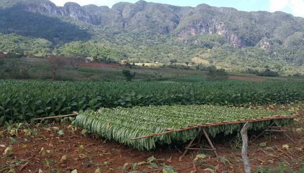 Viñales Tobacco Tour - Foto 2