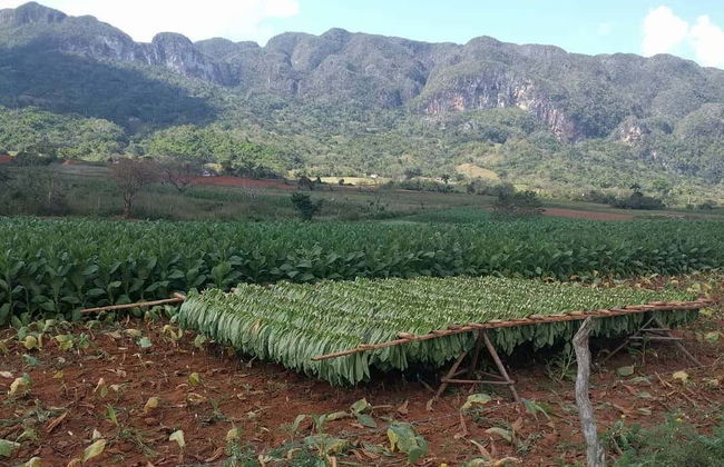 Viñales Tobacco Tour - Photo 1