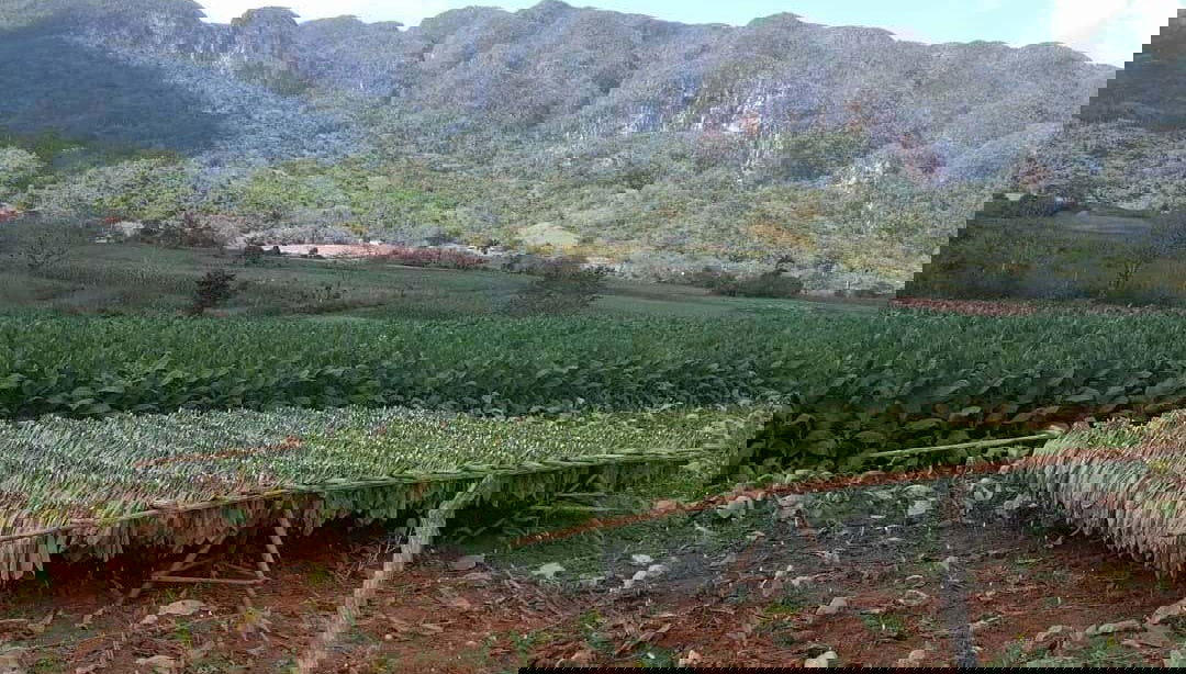 Immerse yourself in the beauty of the Cuban countryside