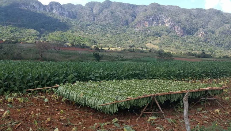Viñales Tobacco Tour + Horse Ride, Viñales