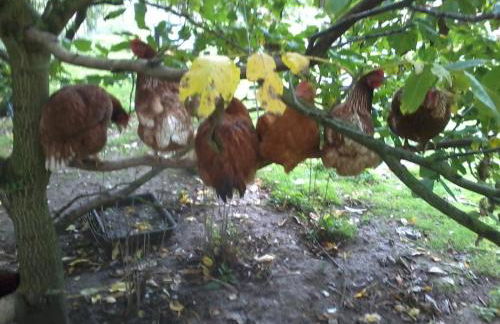 Hopewell self-catering - Foto 49