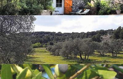 Les Oliviers - Foto 1