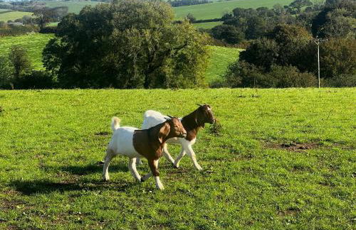 2 bedroom holiday home in the heart of west wales - Photo 19