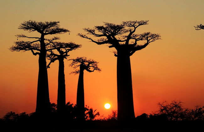 Tour del Viale dei Baobab al tramonto - Foto 1