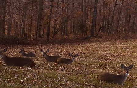 Romantic Cabin w Hot Tub Near Carbondale - Foto 38
