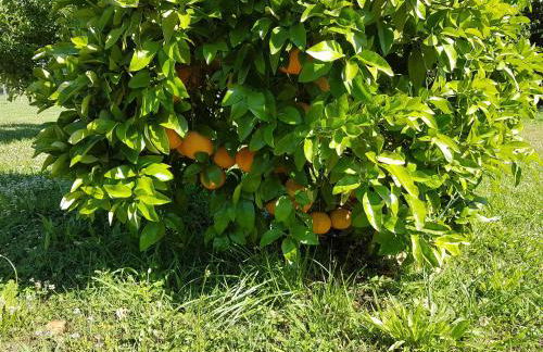 Monica di Sorbo - Foto 18