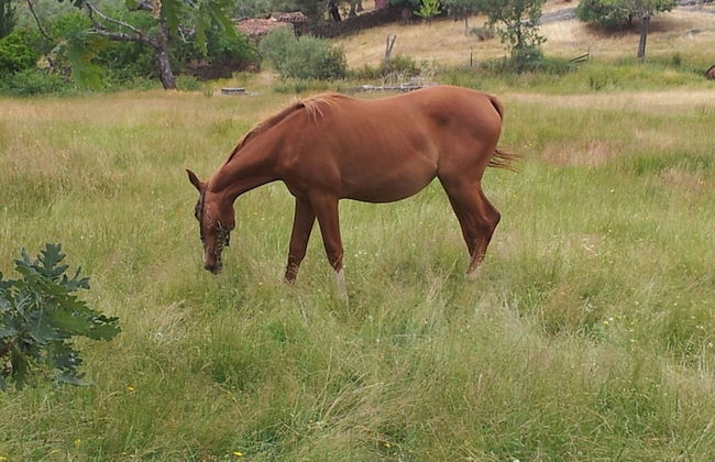 Finca La Ramallosa - Foto 55