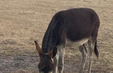 Serene Stay in North Carolina!! - Foto 34