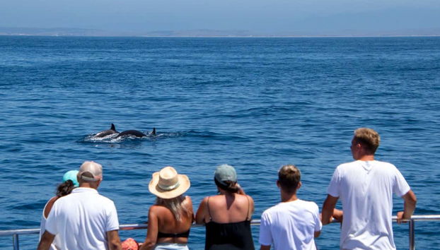 Avistamiento de ballenas y delfines en Barbate - Foto 4