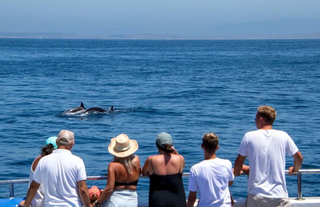 Whale & Dolphin Sighting Tour - Photo 4