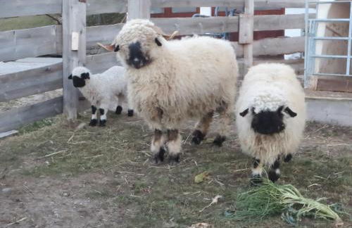 Oberschlichterhof - Foto 8