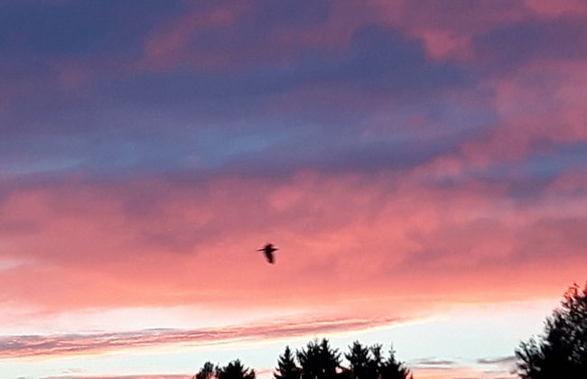 Sellerich Forest Hideaway - Foto 32