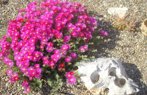 Masseria La Gravina - Foto 49