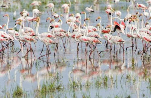 Rincón del Delta, apartamento en el Delta del Ebro, Playa Trabucador Amposta, Tarragona - Foto 23