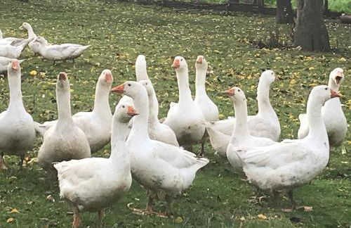 Ferienwohnung auf dem Bauernhof in Hachenburg Hof Kleeberg II - Foto 35