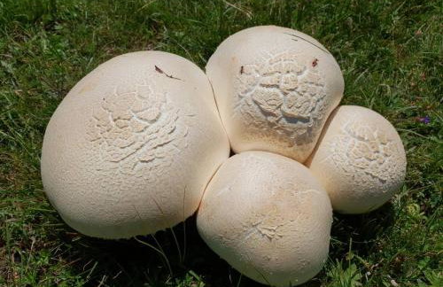 Pallas Casa - Photo 51