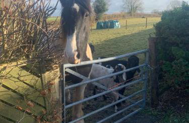 Field View - Foto 34