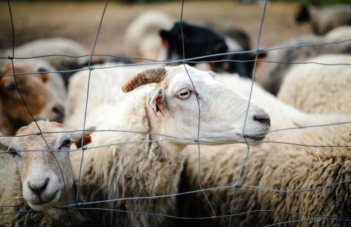 Agroturystyka Stara Huta - Foto 68
