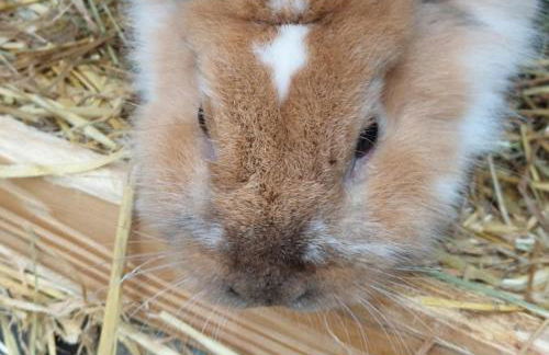 am Balkon des Erzgebirges - Foto 25