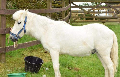 Fentrigan Manor Farm & Holiday Cottages - Foto 64